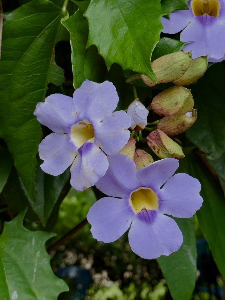 purple flowers with yellow centers