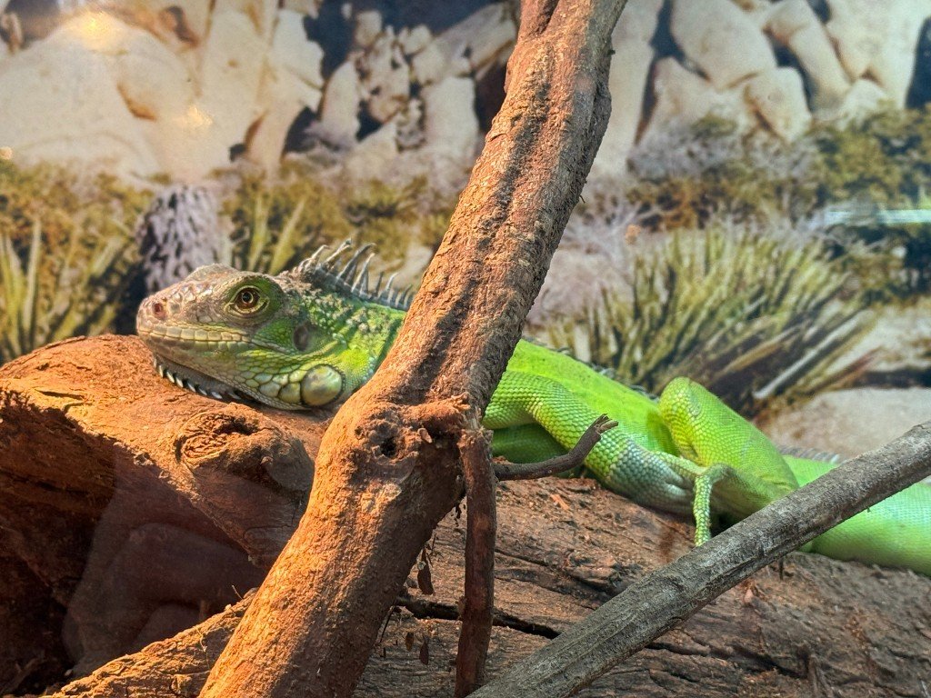 green iguana resting on a log