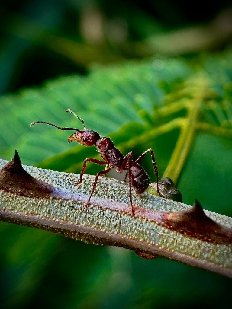 ant on a thorny branch