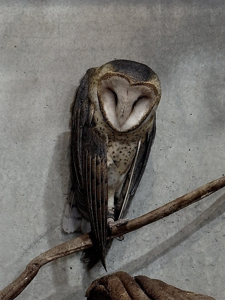 barn owl perched with eyes closed