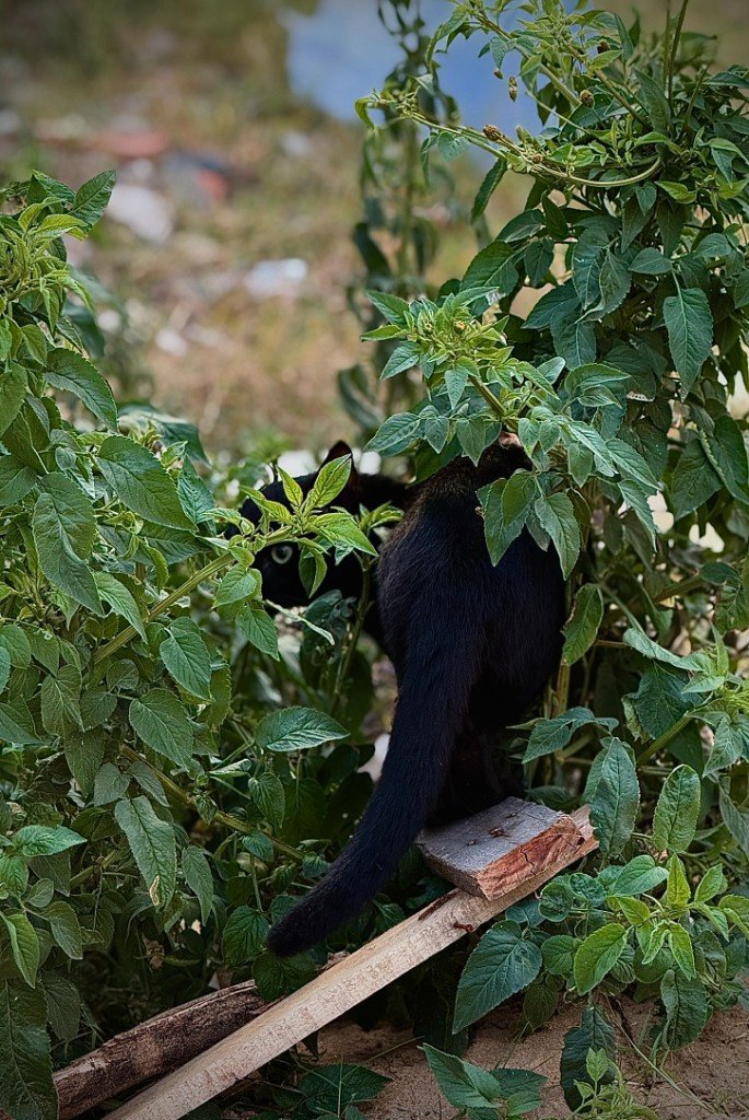 black cat peeking through green leaves