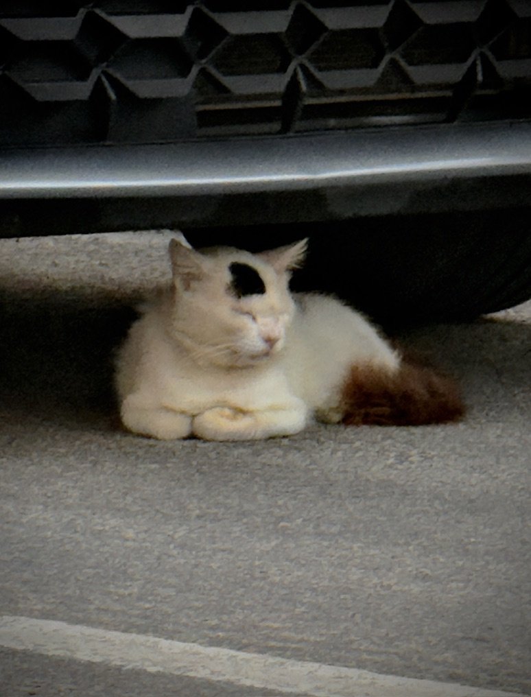 white cat resting under a car
