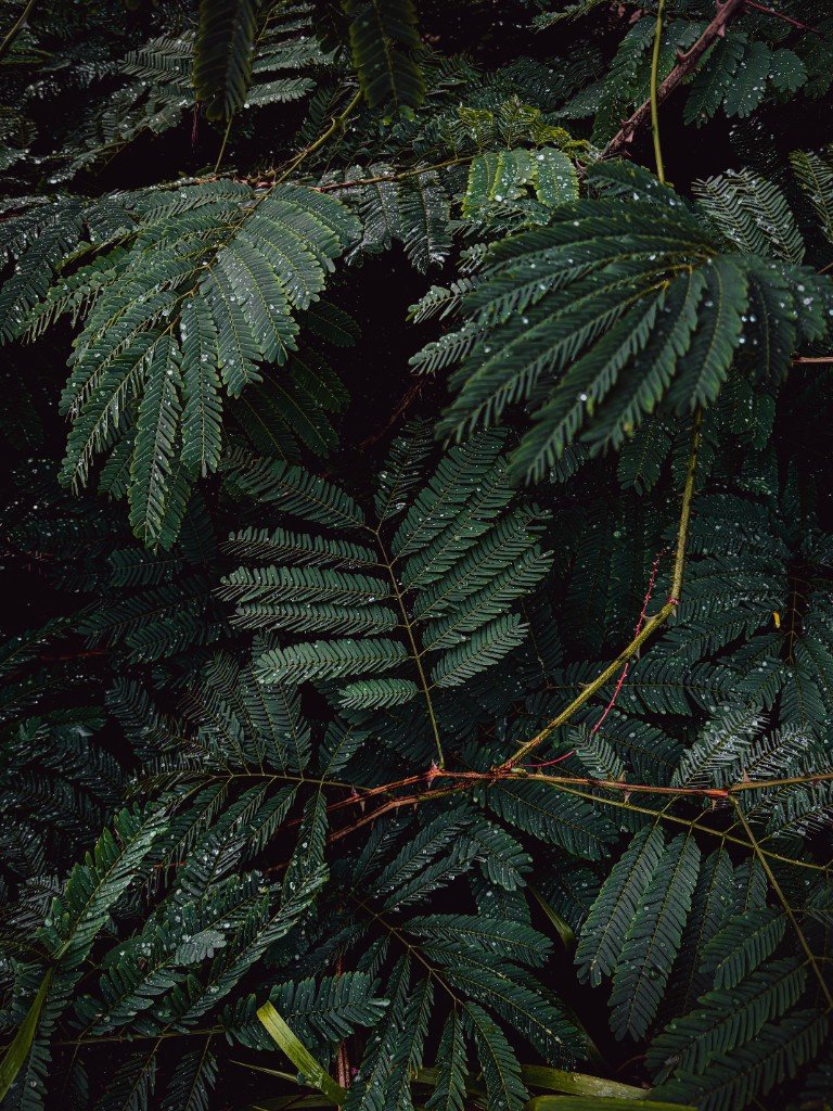 dark wet foliage