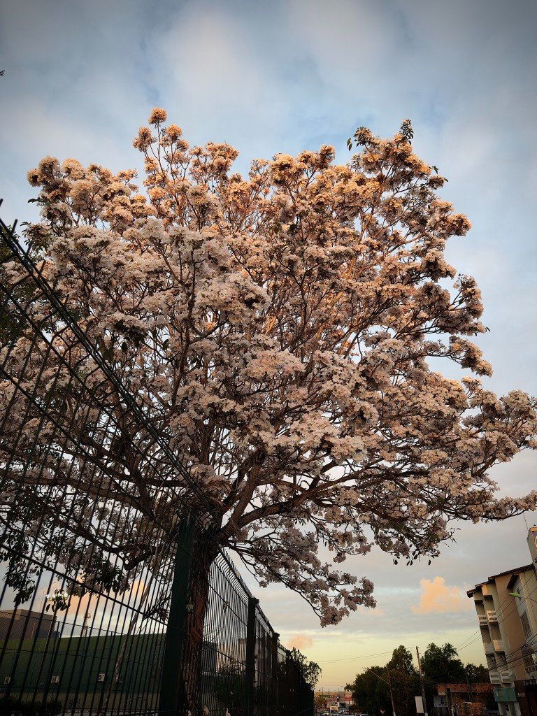 flowering tree against the sky