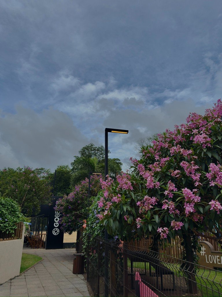 pink flowers along a path