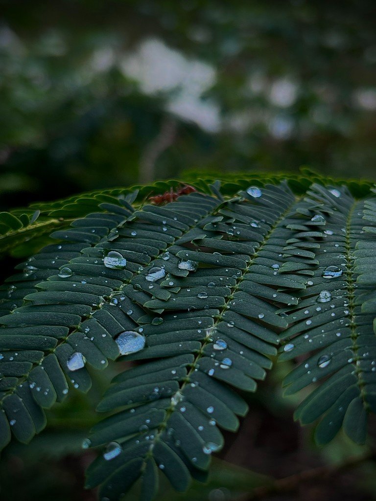 raindrops on dark green leaves