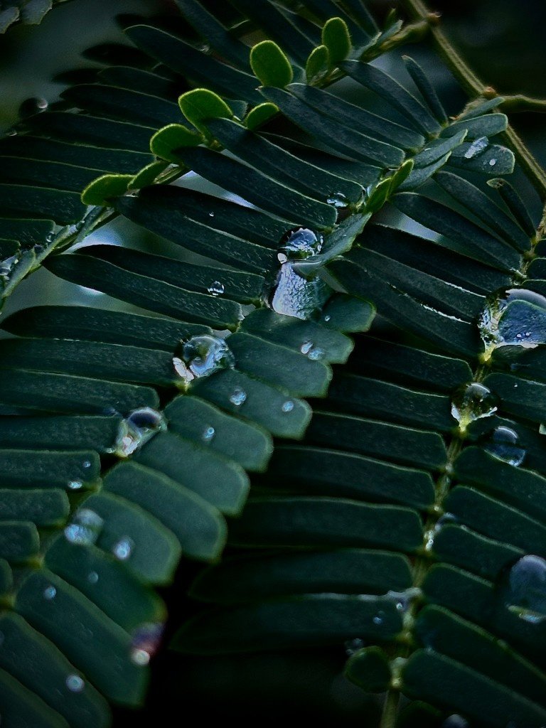 close-up of wet leaves